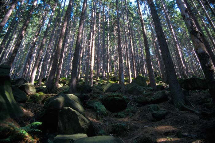 011_trees