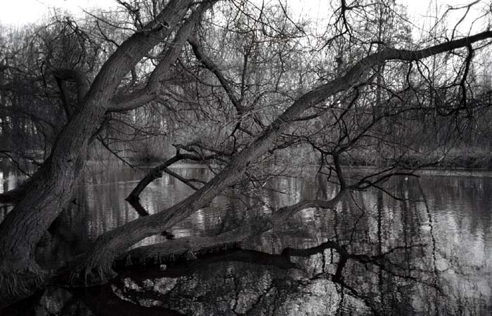 012_trees