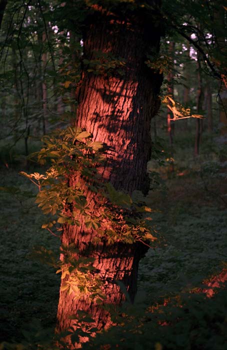 015_trees