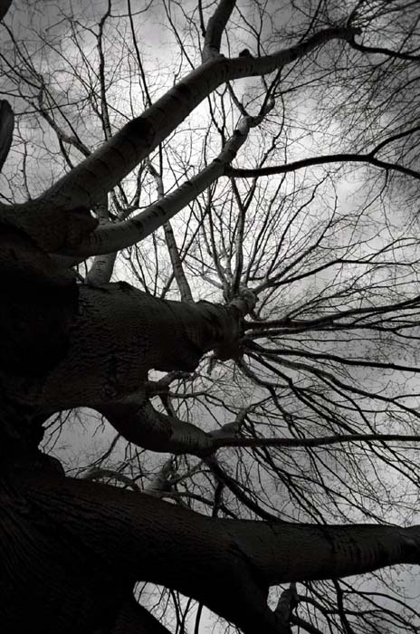 016_trees