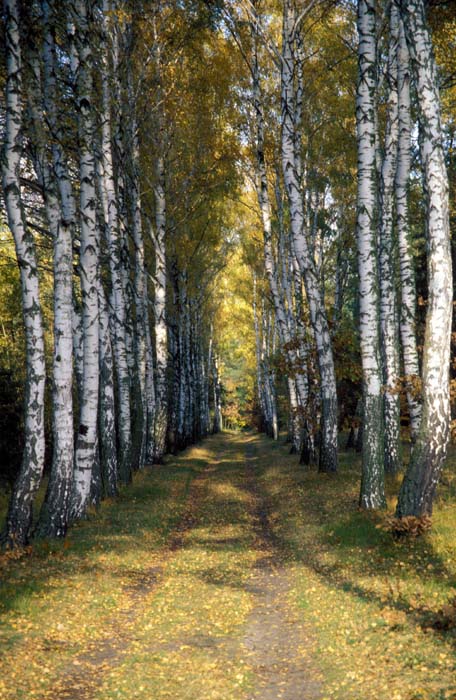 019_trees