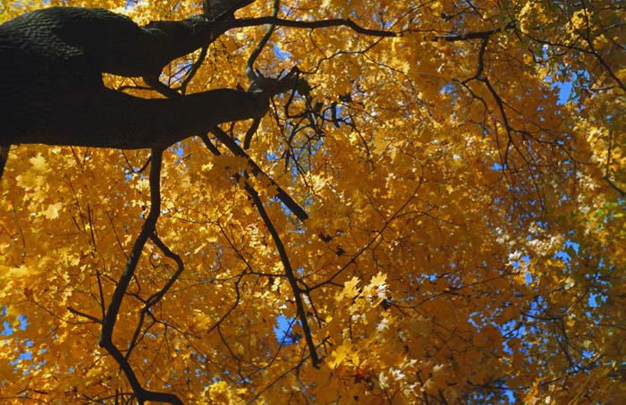 020_trees