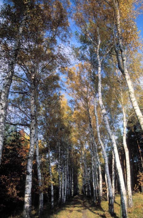 021_trees
