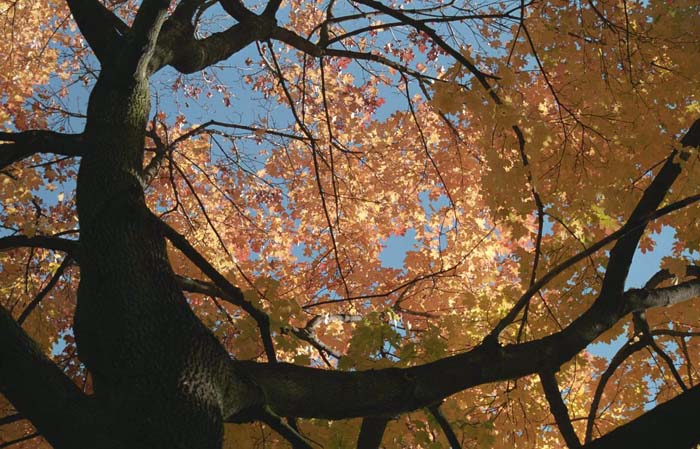 022_trees