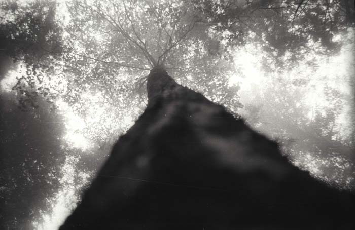 023_trees