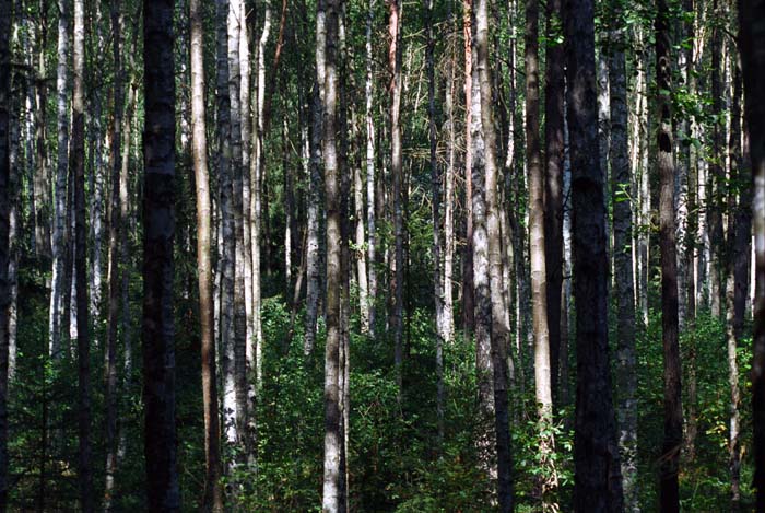025_trees