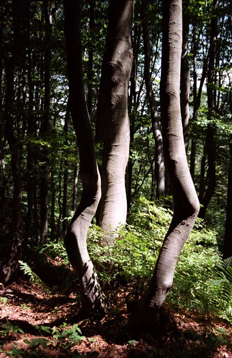026_trees