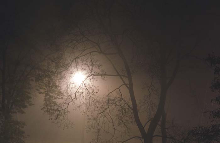 027_trees