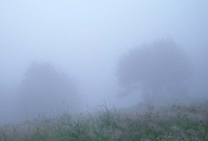 028_trees