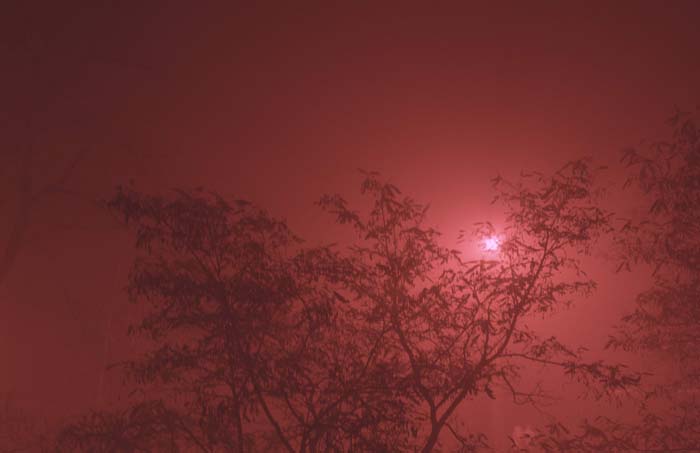 029_trees