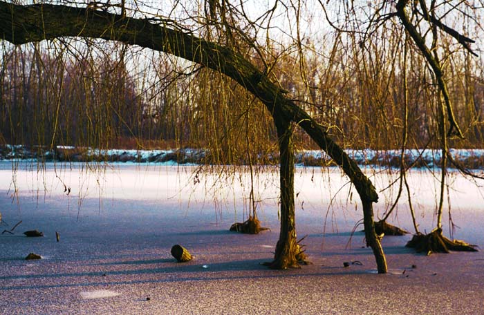 02_trees