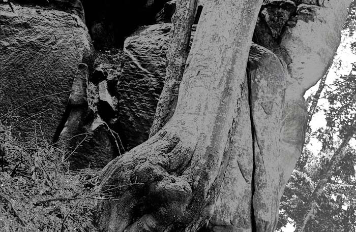 031_trees