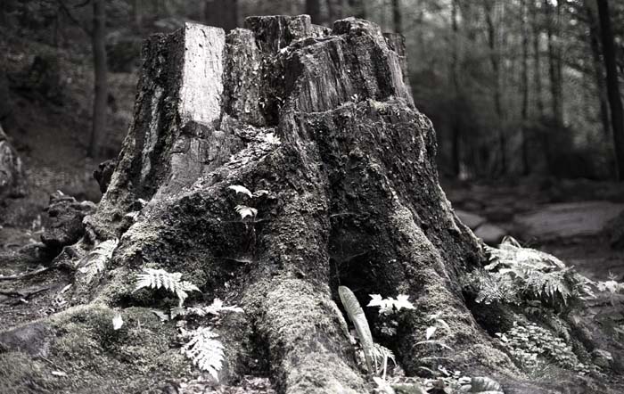 033_trees