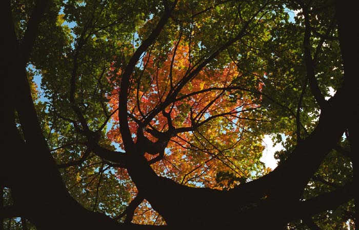 034_trees