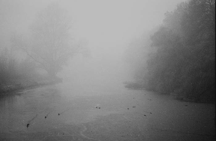037_trees