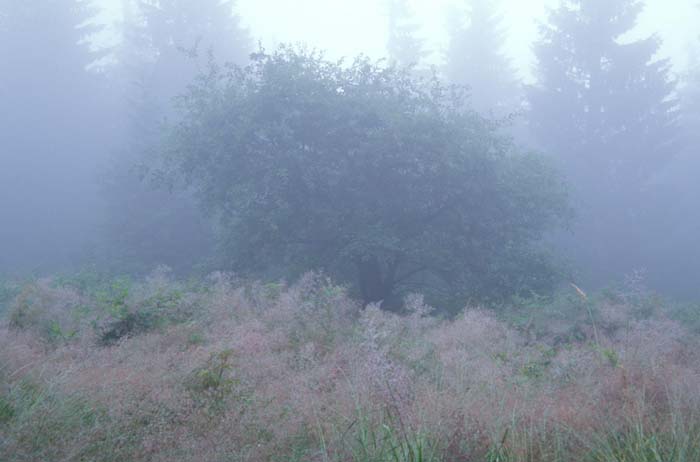 038_trees