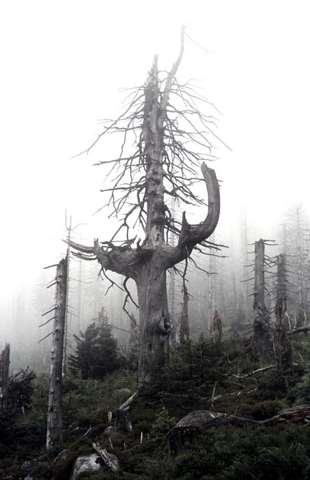 039_trees