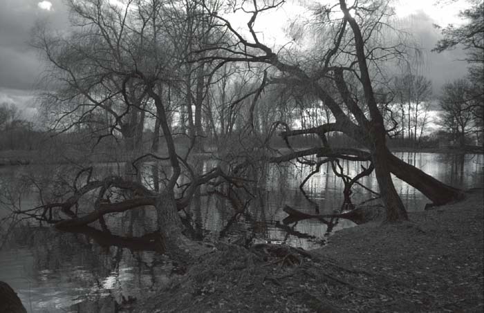 03_trees