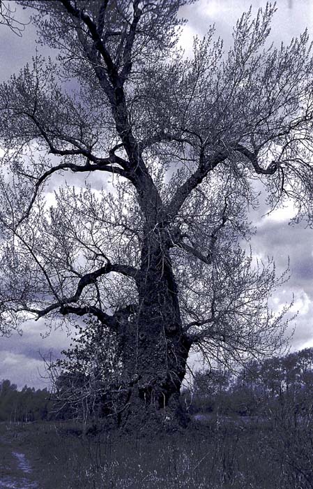 040_trees