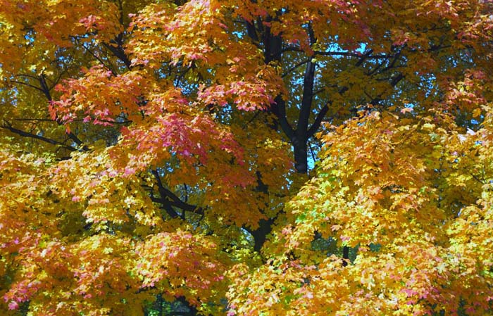 05_trees