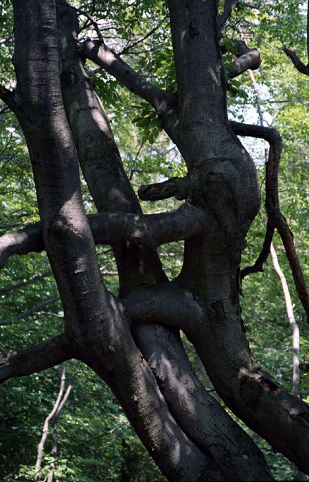 06_trees