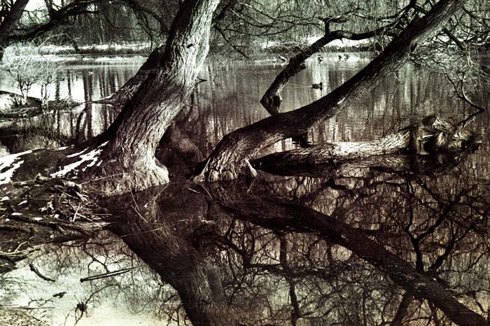 07_trees