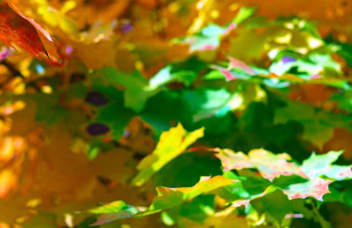08_trees