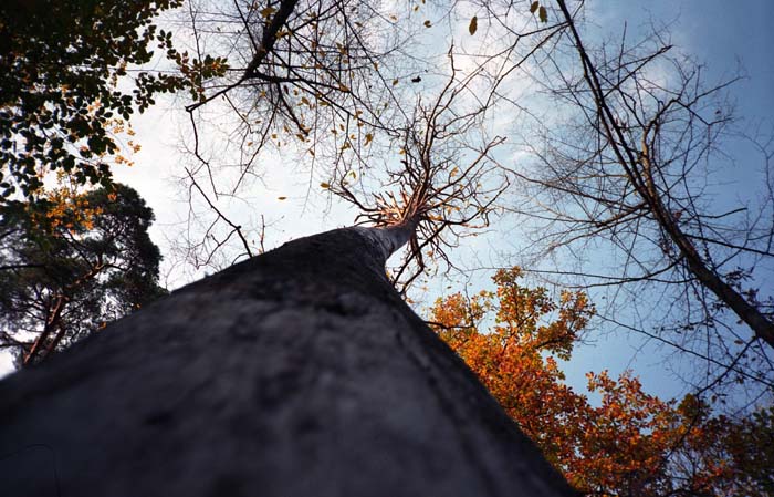 09_trees