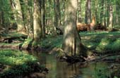 010_trees
