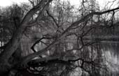 012_trees