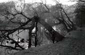 014_trees