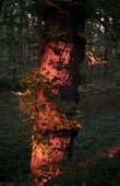 015_trees
