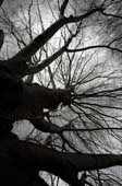 016_trees