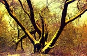 018_trees