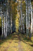 019_trees