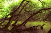 01_trees