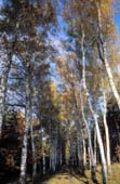 021_trees