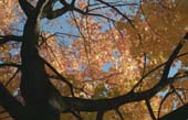 022_trees