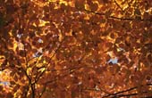 024_trees