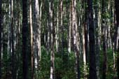 025_trees