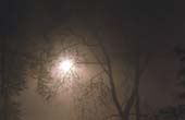 027_trees