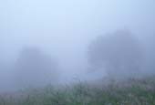 028_trees