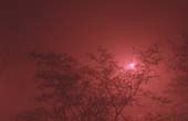 029_trees