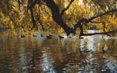 030_trees