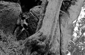 031_trees