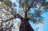 032_trees