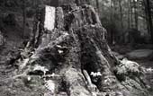 033_trees