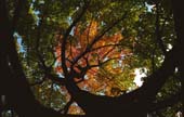 034_trees
