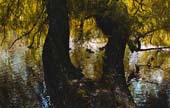 035_trees