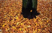 036_trees